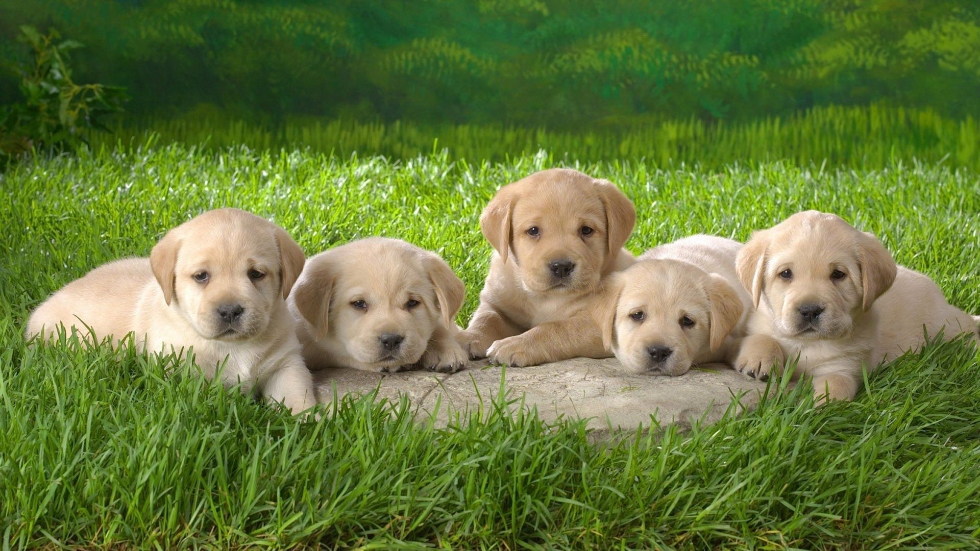 dogs cute dog grass puppy canine retriever little pet mammal adorable animal baby breed funny sit young domestic