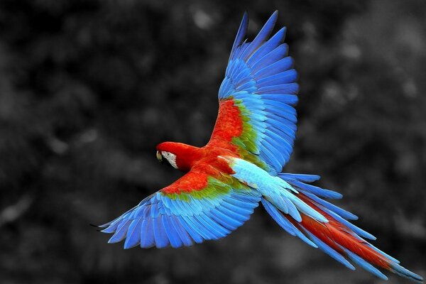 A bright bird of paradise in flight on a dark background