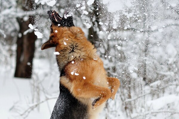 El perro quería comer nieve