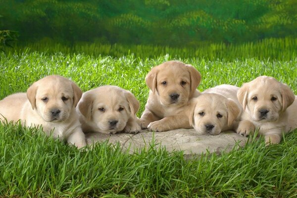 Cute little puppies are lying in the grass