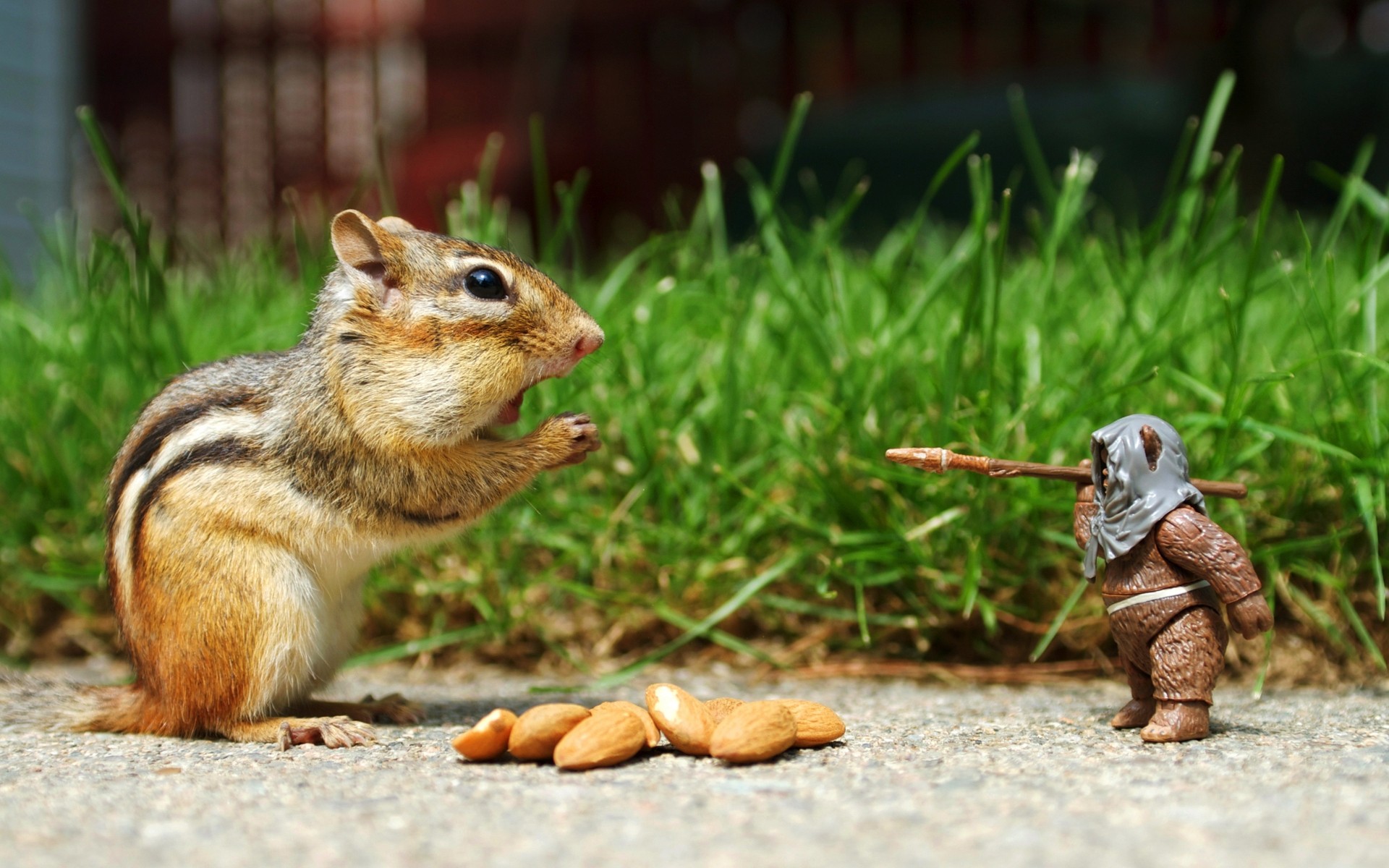 animaux la nature mammifère peu animal la faune herbe mignon rongeur à l extérieur sauvage fourrure écureuil bois souris anime