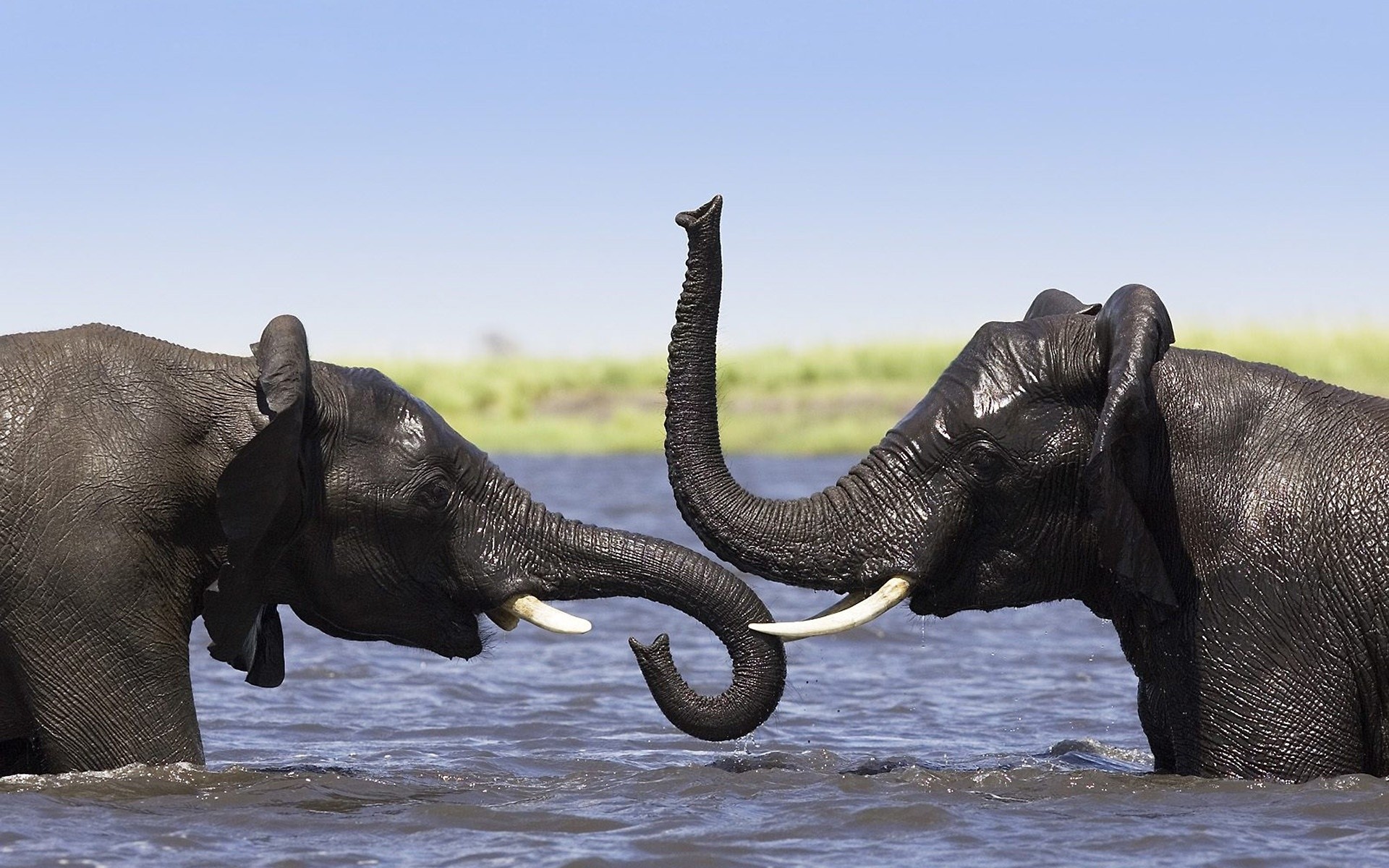 tiere elefant tierwelt säugetier katze afrikanischer elefant kofferraum tier riesig groß safari groß wasser natur dickhäuter reisen im freien stier fünf elefanten