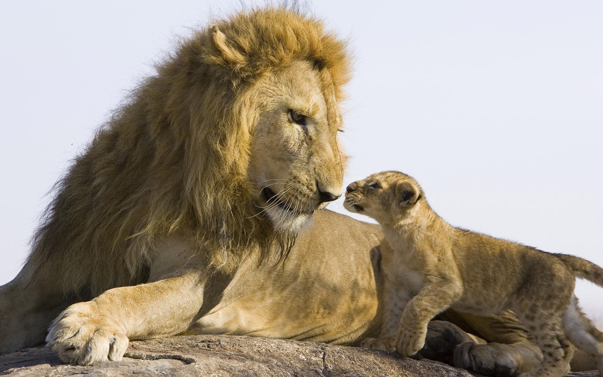 animali leone gatto mammifero fauna selvatica animale predatore mangiatore di carne cacciatore selvaggio zoo natura leonessa ritratto mane safari leoni cucciolo di lupo