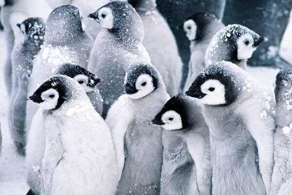 Colônia de pinguins pequenos cobertos de neve