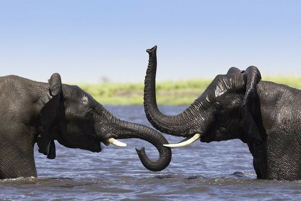 Elephants spend time in the water