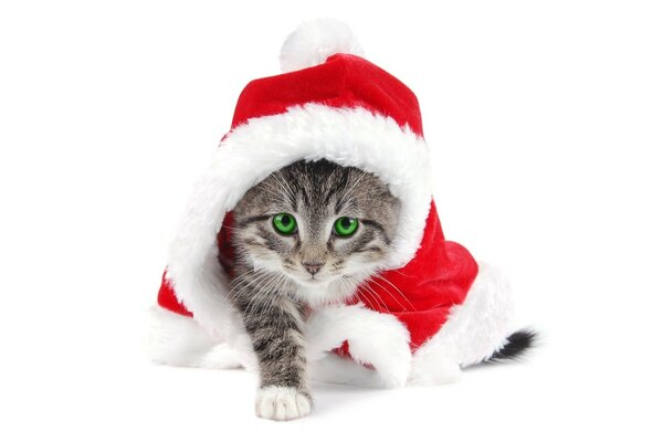 A cat in a Santa Claus costume