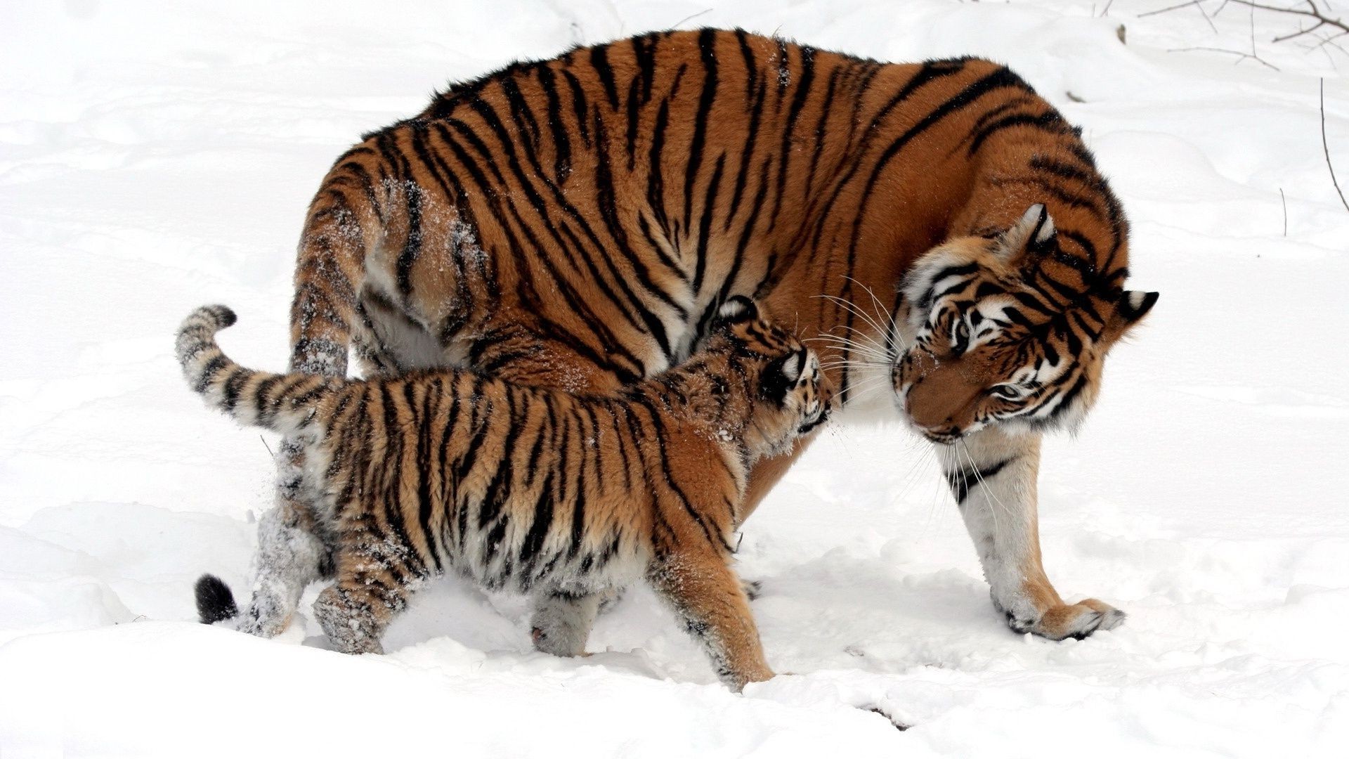 tygrysy dzikie kot tygrys ssak drapieżnik zwierzę myśliwy mięsożerca dziki pasek polowanie natura futro syberyjski agresja zoo patrząc zły