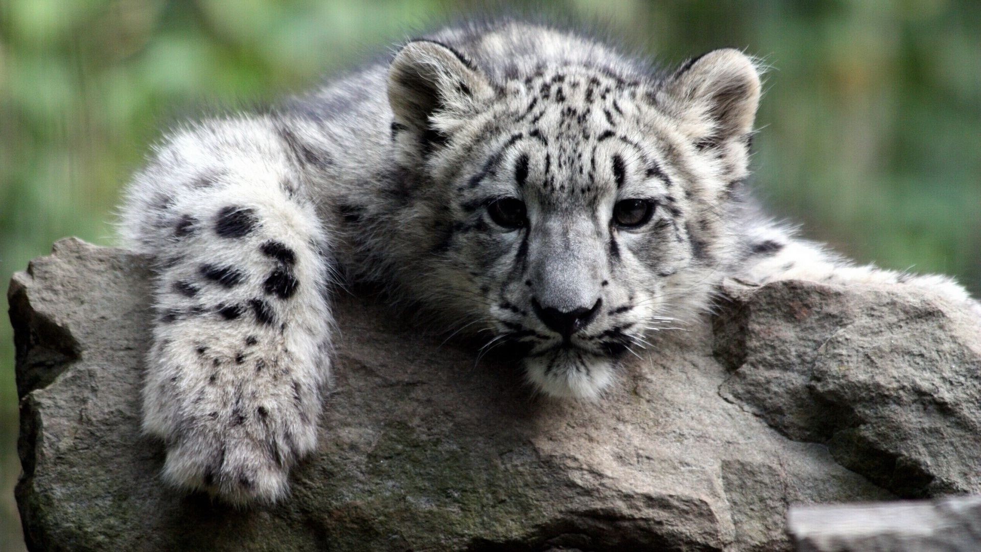 tigres faune mammifère animal sauvage chat nature prédateur zoo mangeur de viande fourrure grand chasseur à l extérieur en voie de disparition portrait