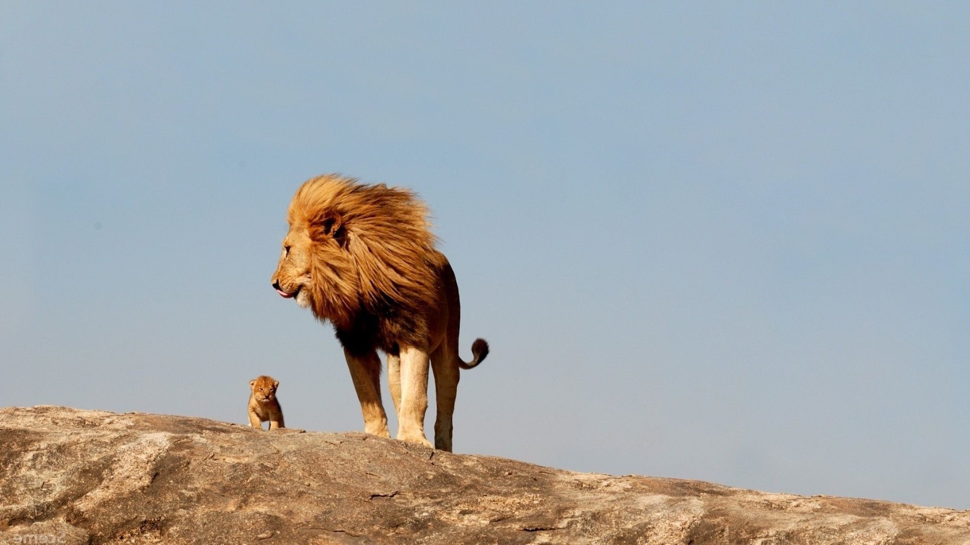 lions faune mammifère à l extérieur nature lumière du jour un sauvage ciel voyage vue latérale