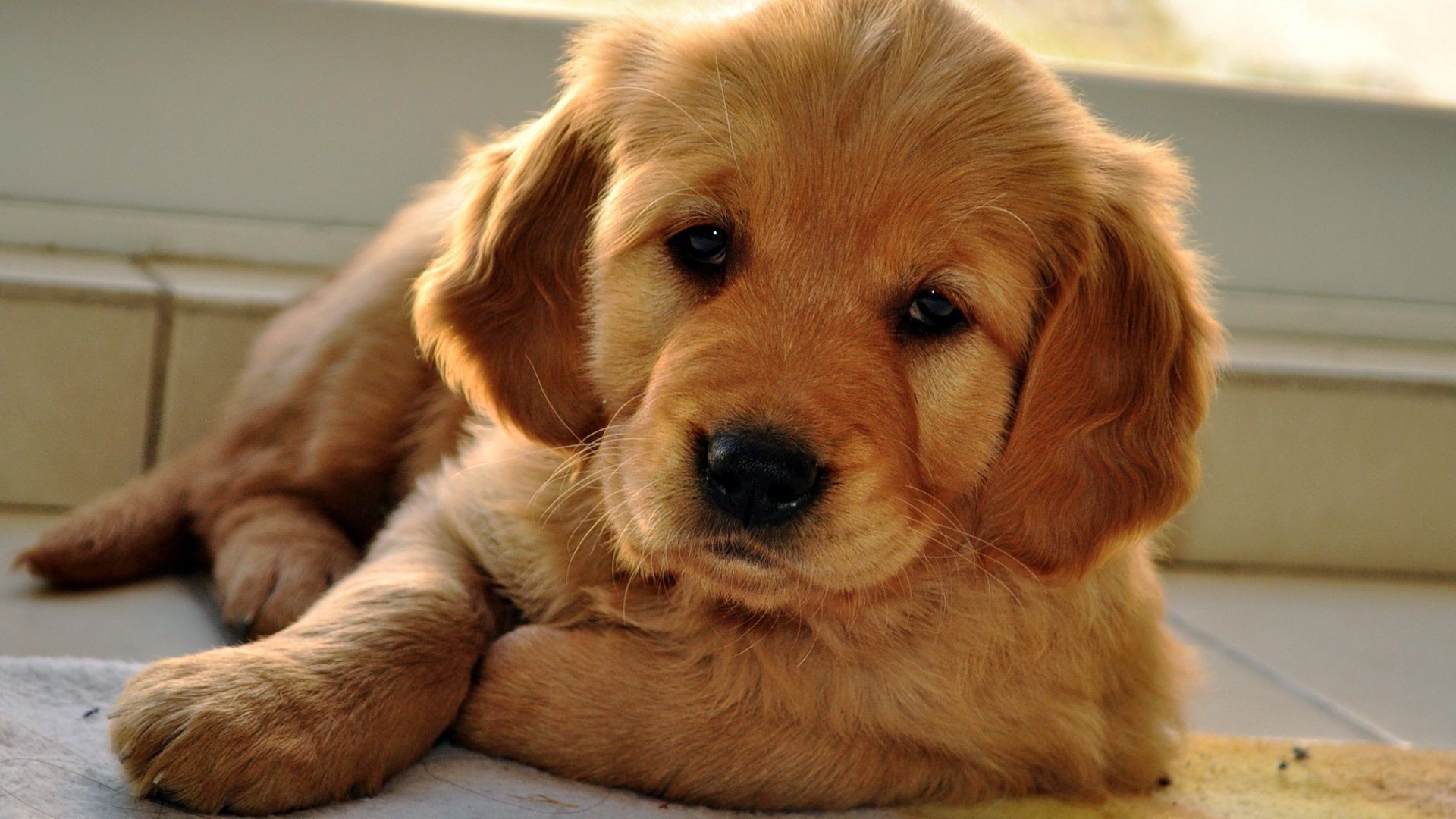 cães cão animal de estimação cinologista filhote de cachorro mamífero fofa retriever retrato pele animal golden retriever pequeno doméstico sentar raça adorável visualizando