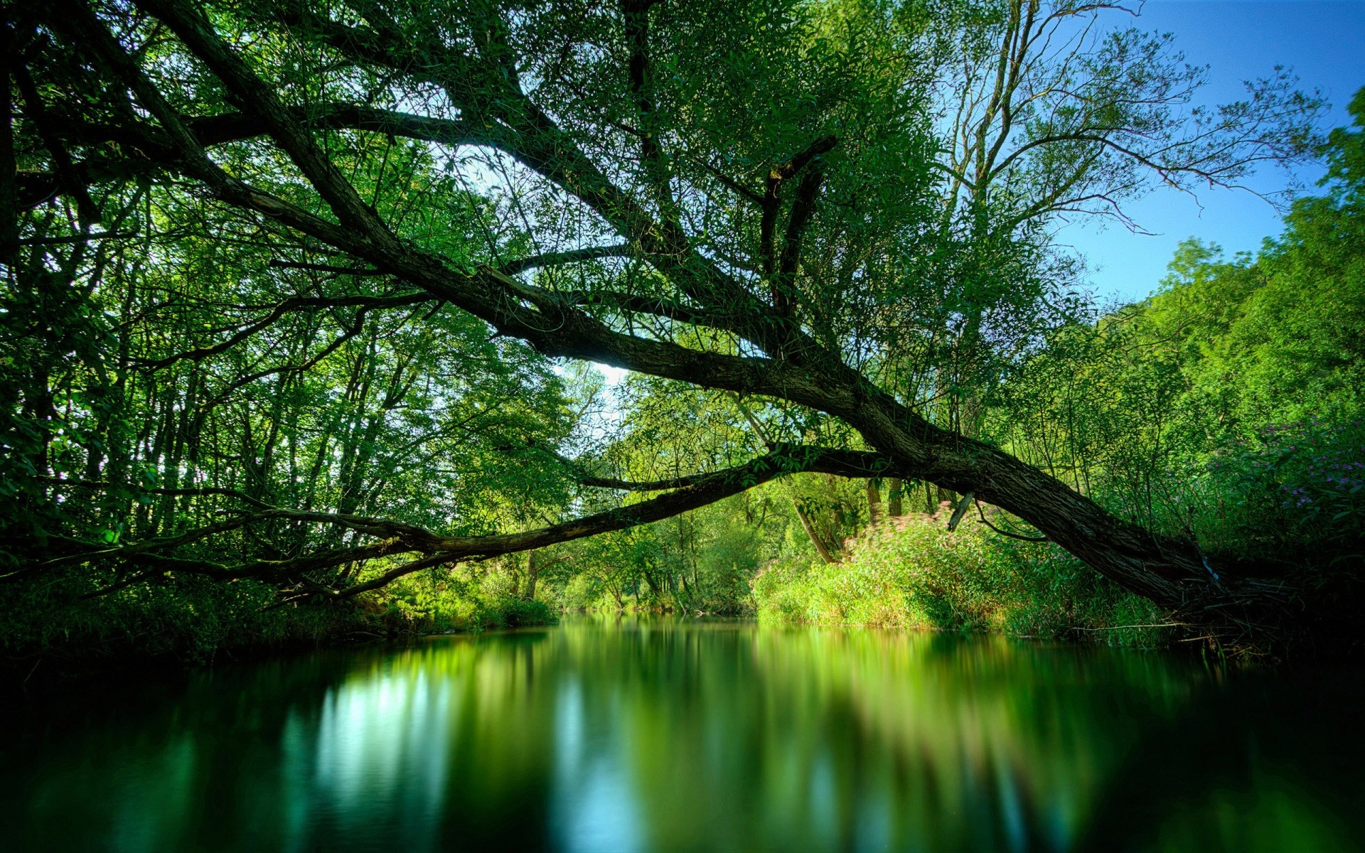 landscapes nature wood landscape tree water leaf dawn park reflection lake environment sun fair weather outdoors light branch lush scenic flora hdr forest reflections high dynamic range