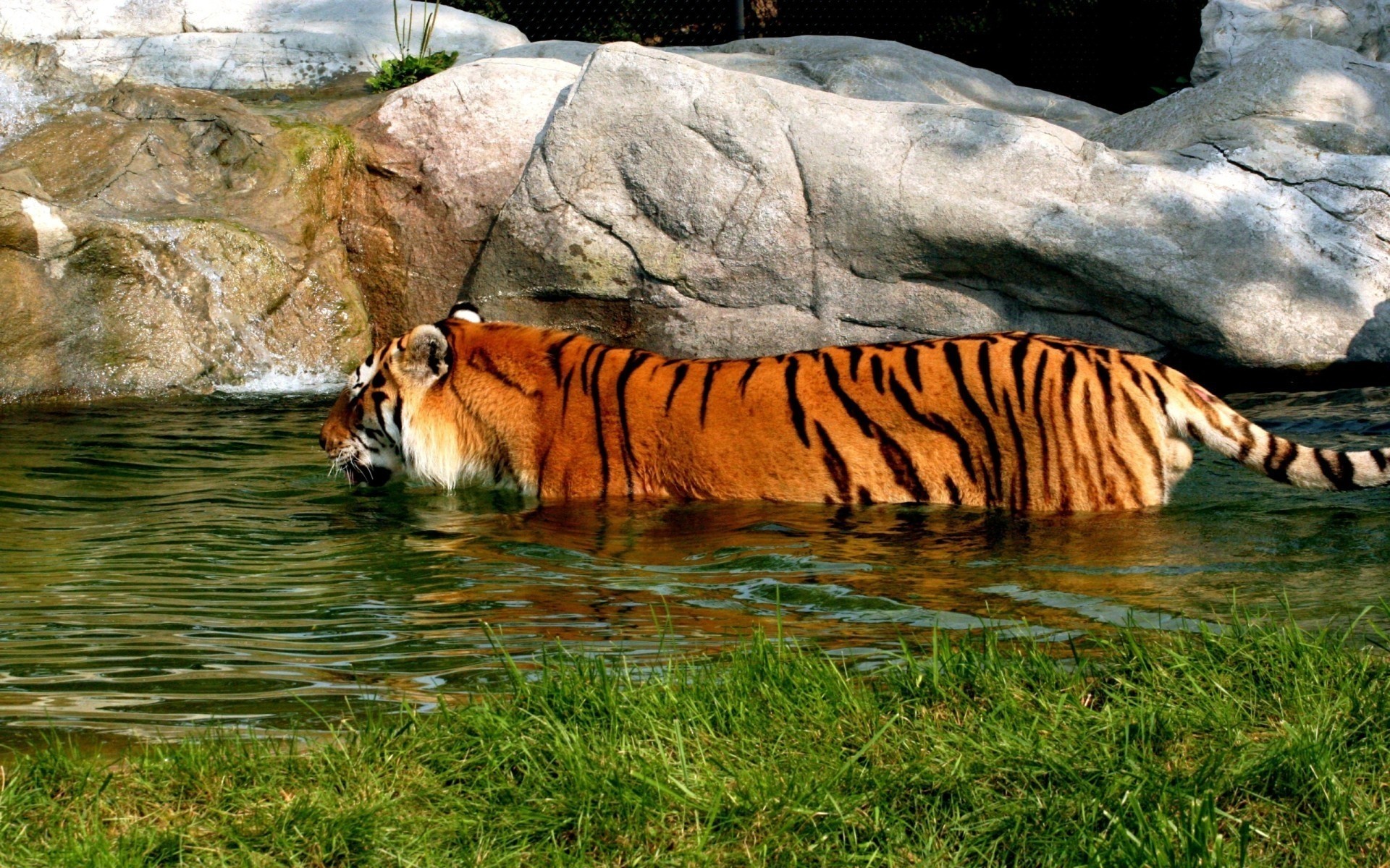 animais gato tigre vida selvagem mamífero predador caçador jardim zoológico natureza safari selvagem agressão perigo selva grande tira animal ao ar livre comedor de carne único