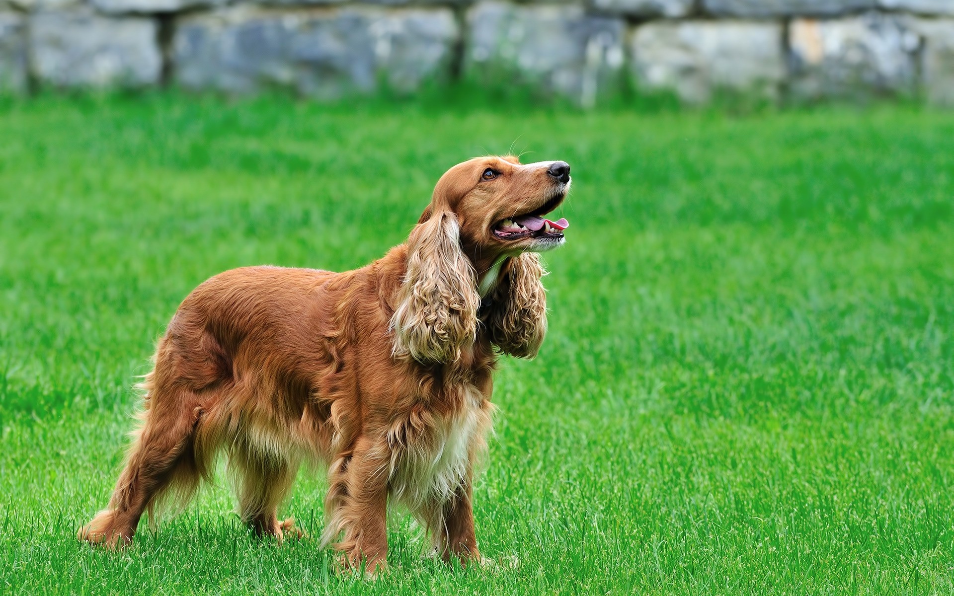 perros hierba perro animal mamífero mascota campo lindo heno perro cachorro doméstico raza joven pequeño pedigrí retrato sentarse naturaleza verano animales