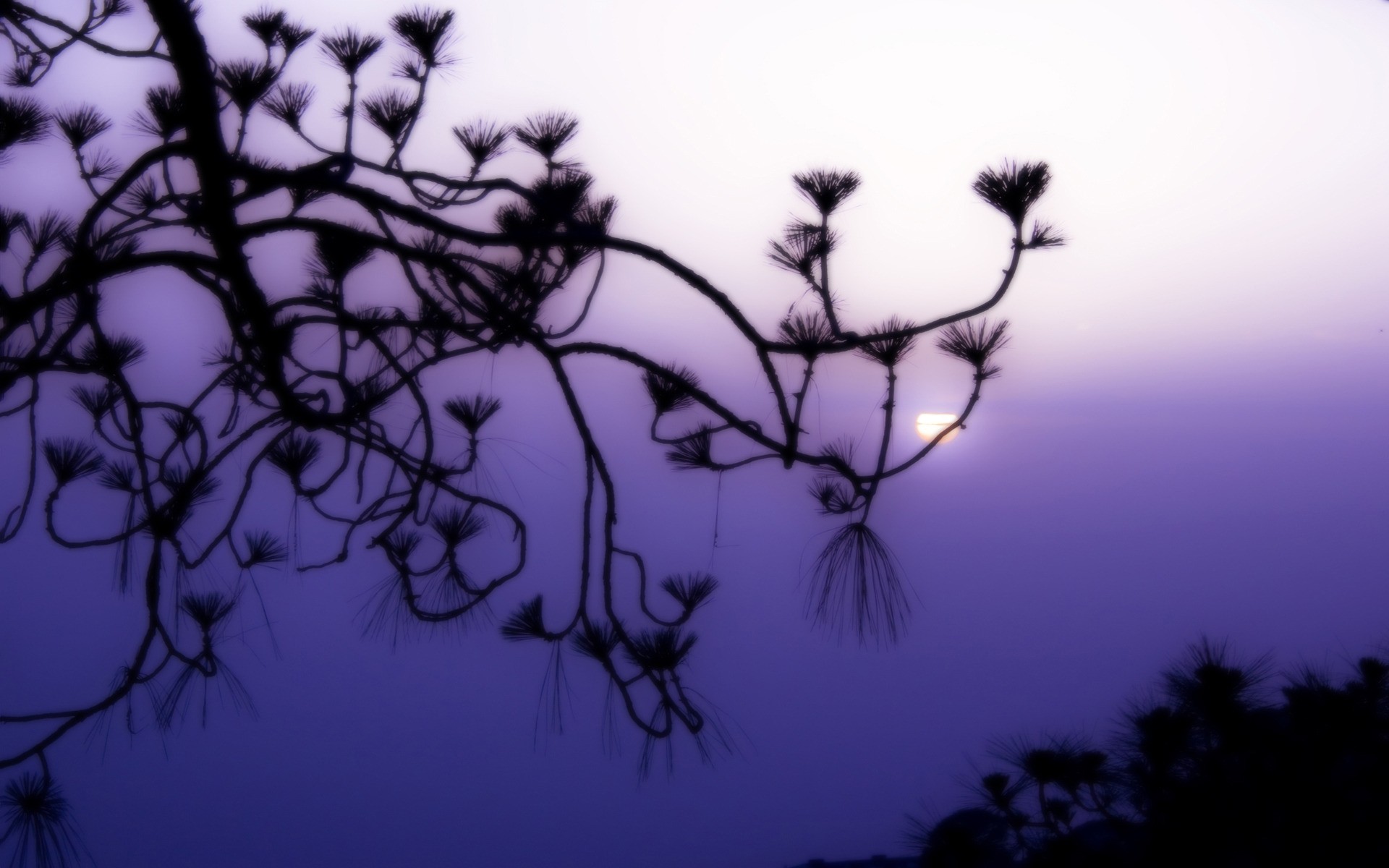 paisaje silueta árbol naturaleza rama escritorio cielo amanecer flora hoja iluminado flor paisaje luz luna puesta de sol arte noche al aire libre