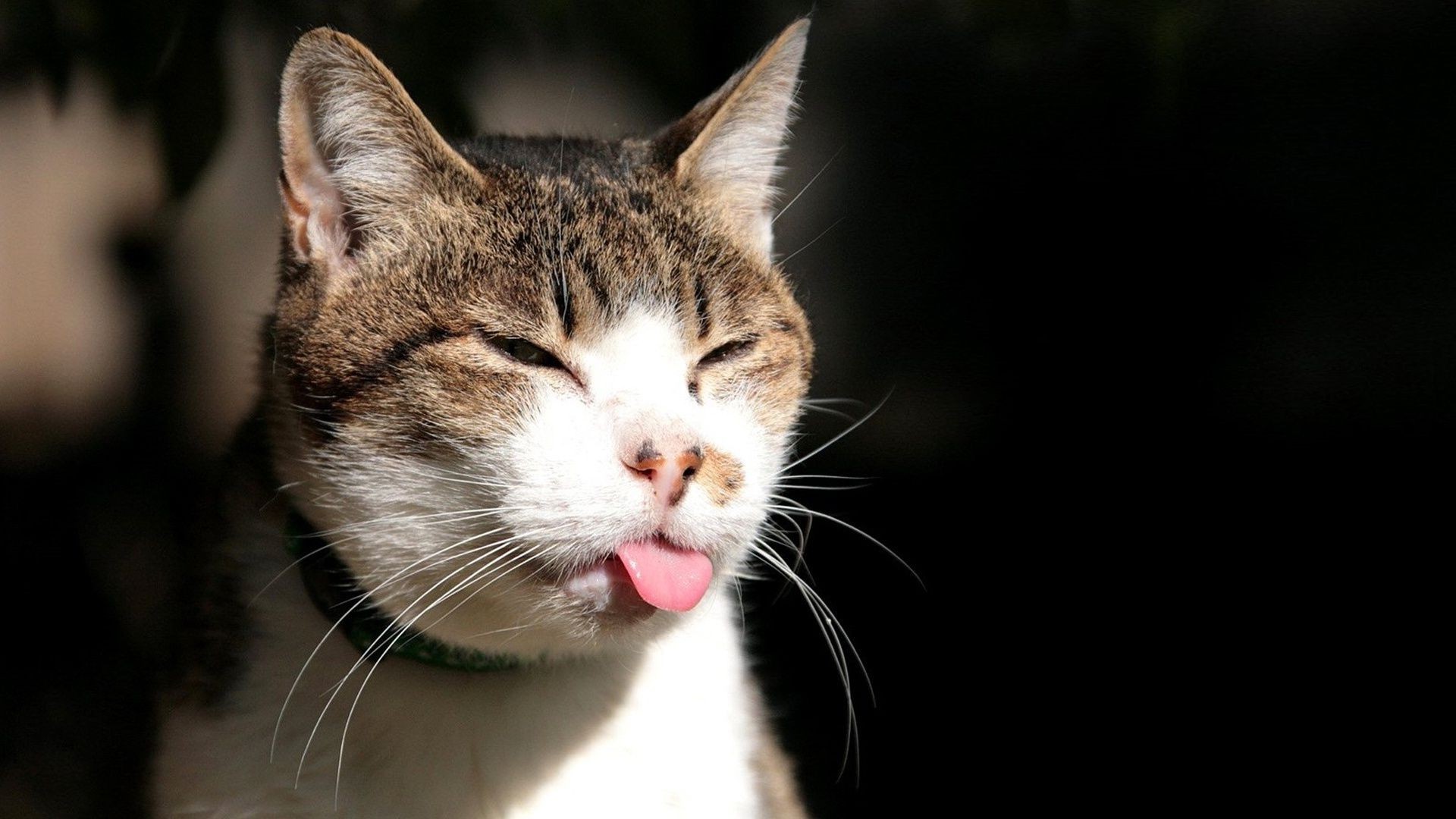 gatos gato bonito olho animal de estimação animal pele retrato gatinho bigode jovem mamífero doméstico