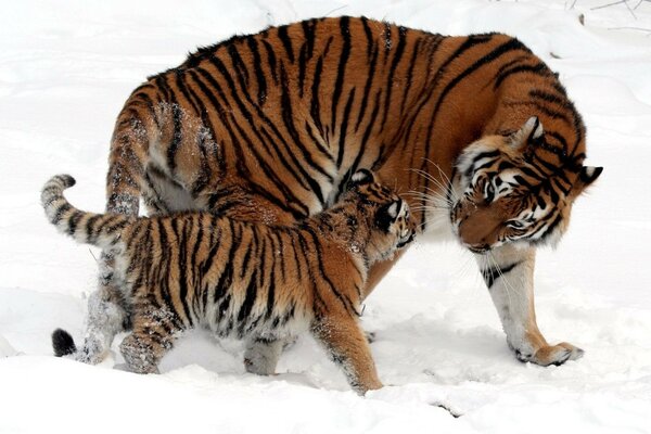 Ein Tiger und ein Tigerbaby auf einem Spaziergang im Schnee