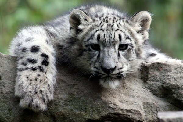 A white tiger cub on a gray stone