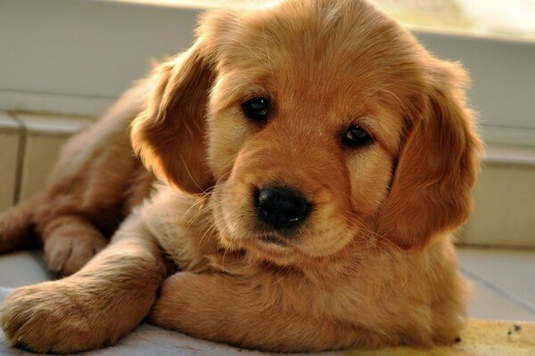 Un pequeño cachorro devoto espera al dueño