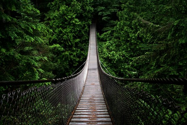 A wooden bridge overhangs a precipice in the jungle