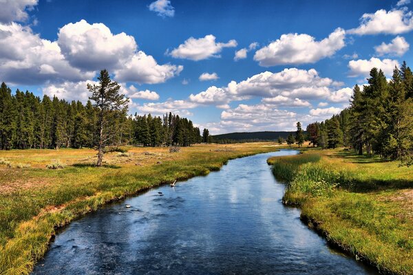 Forest quiet river in the middle of a coniferous forest