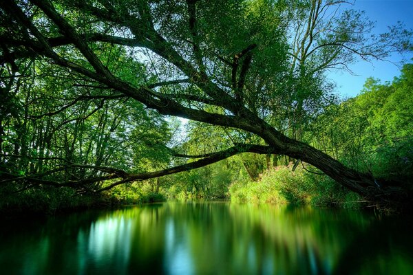 A lake in a green forest and the rays of the sun