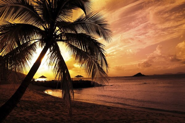 Eine Palme am Strand am Meer. Sonnenuntergang am Strand