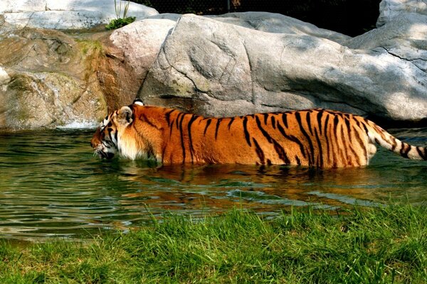 Tiger swims in the water nature