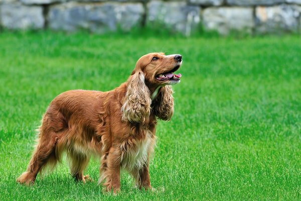 Cockerspaniel en el césped verde espera al equipo