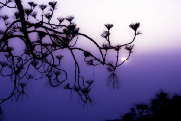 A tree on a purple background