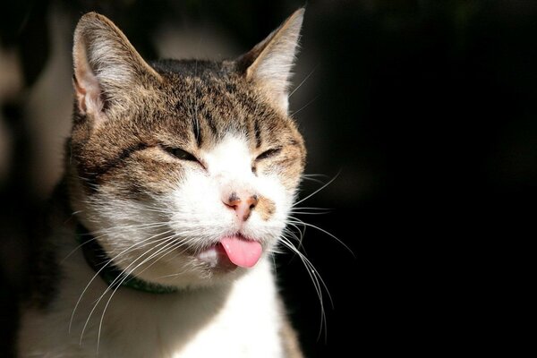 School photo of a playful cat