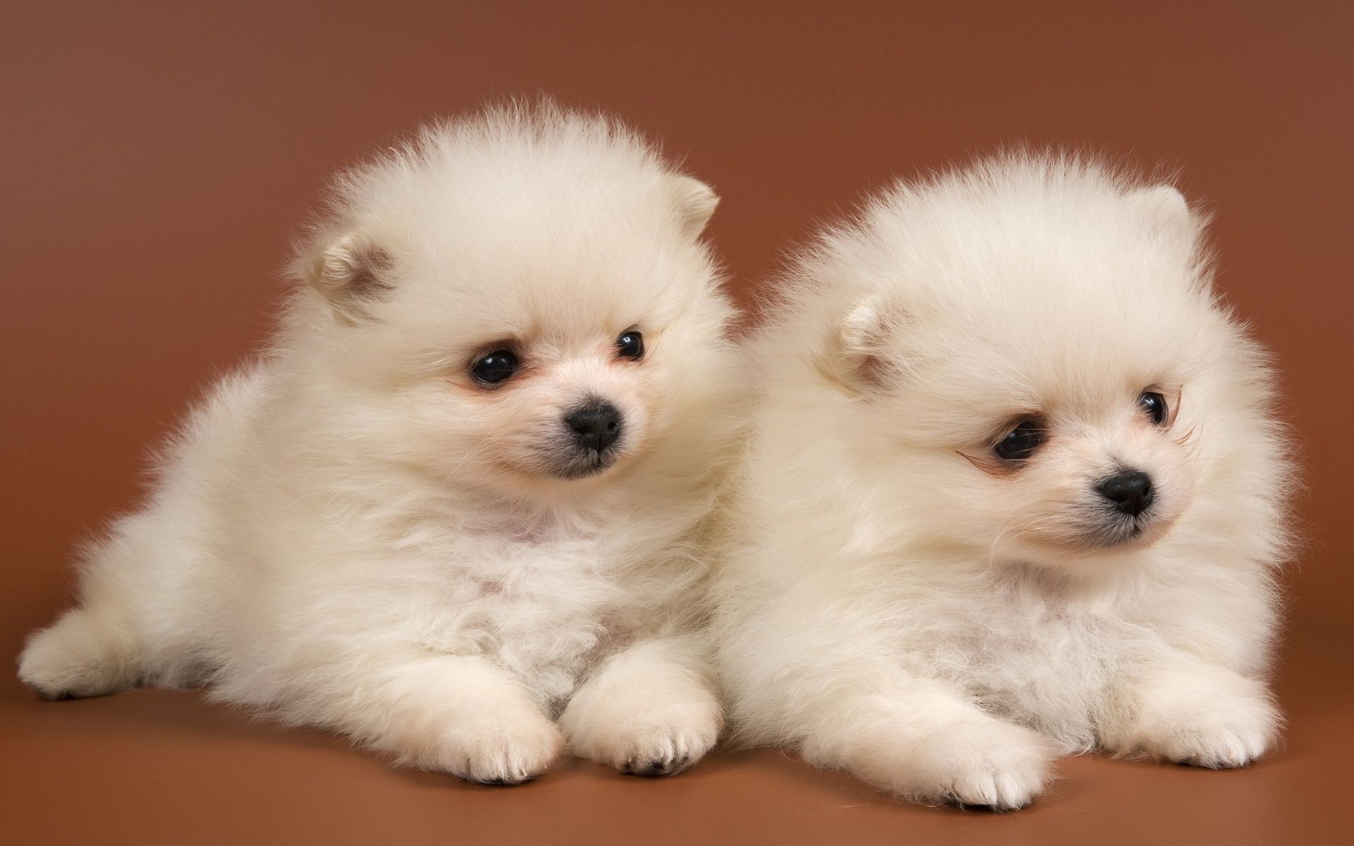 dogs dog cute mammal pet canine puppy little portrait domestic breed animal purebred adorable fur downy studio spitz sit pedigree