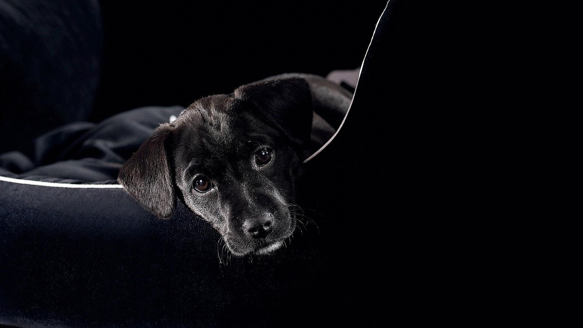 cani cane ritratto canino mammifero animale domestico uno carino studio cucciolo animale domestico sedersi guardare