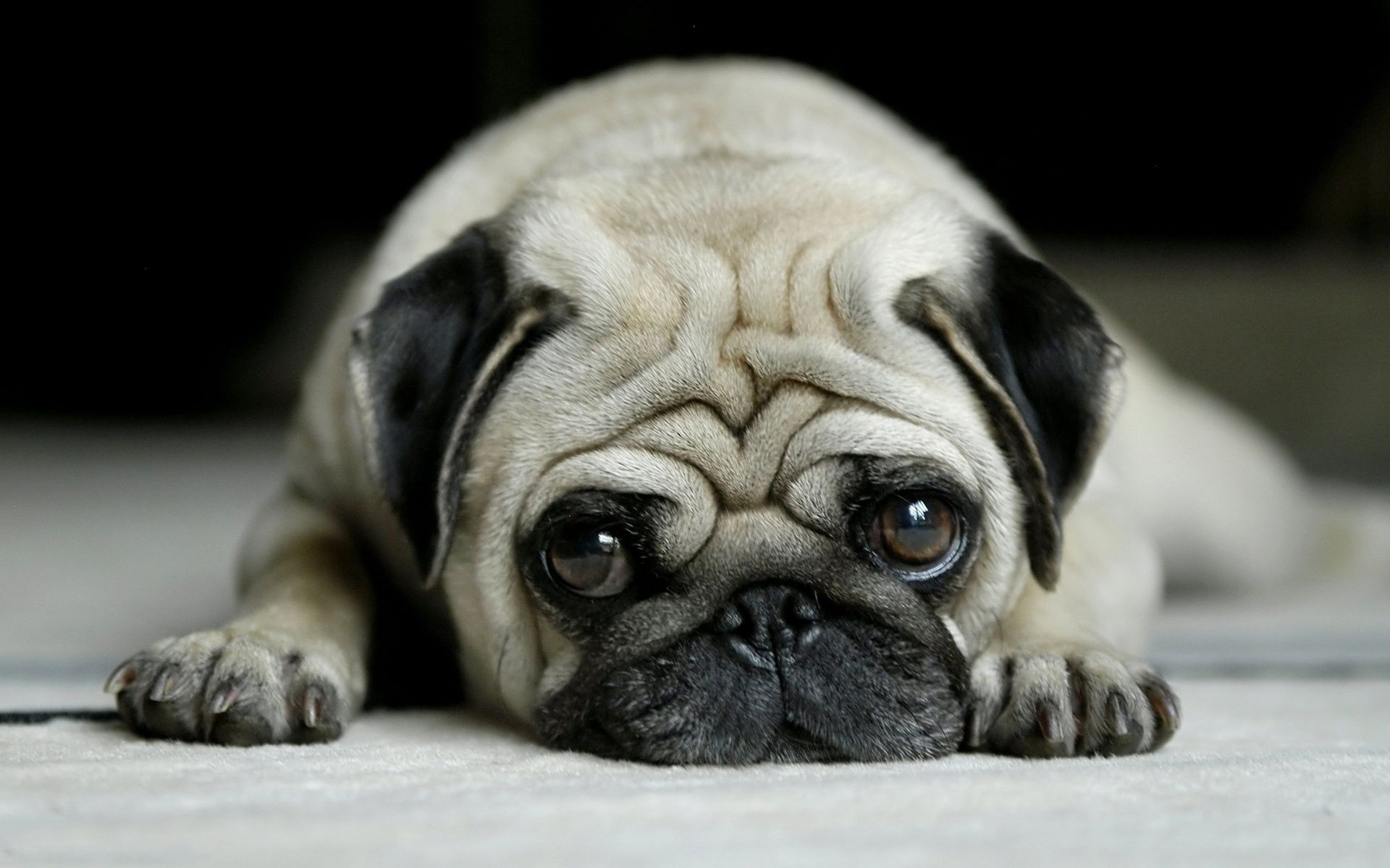 chien chien cynologue chiot mammifère animal animal de compagnie portrait mousse race mignon pur-sang adorable bouledogue domestique taureau studio peu rides pedigree