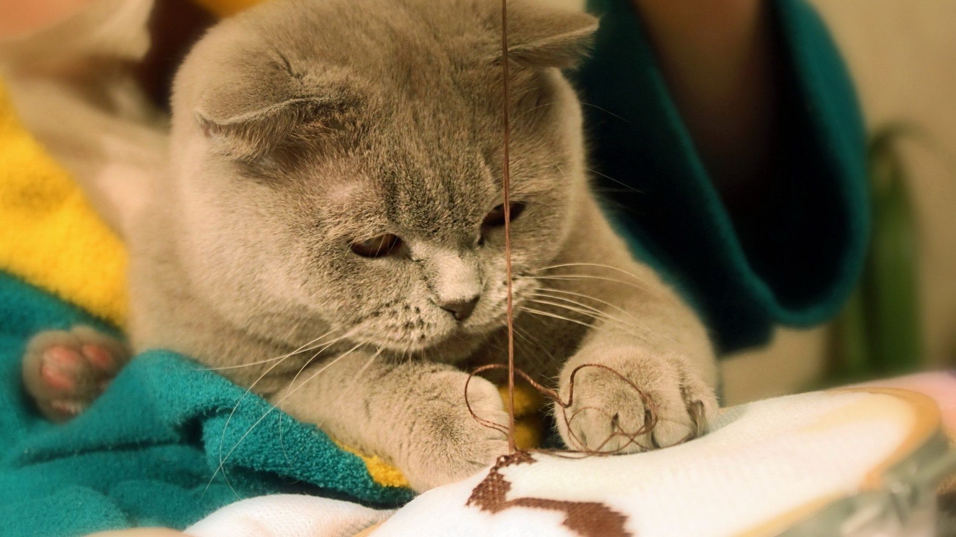 gatos gato fofa retrato sono animal de estimação mamífero gatinho sozinho pequeno animal olho doméstico jovem criança família sonolento ver