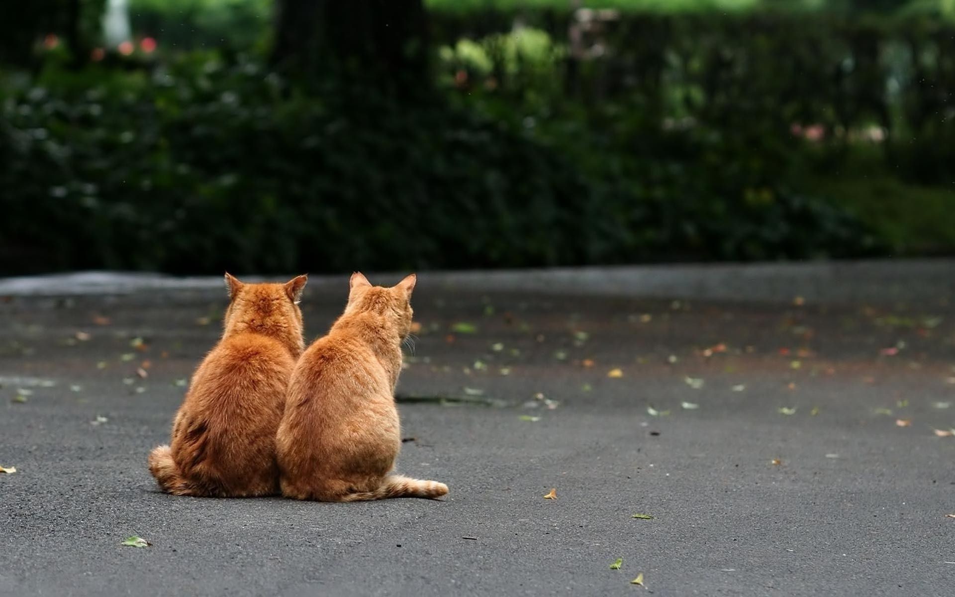 chats nature chat à l extérieur mammifère herbe flou la faune