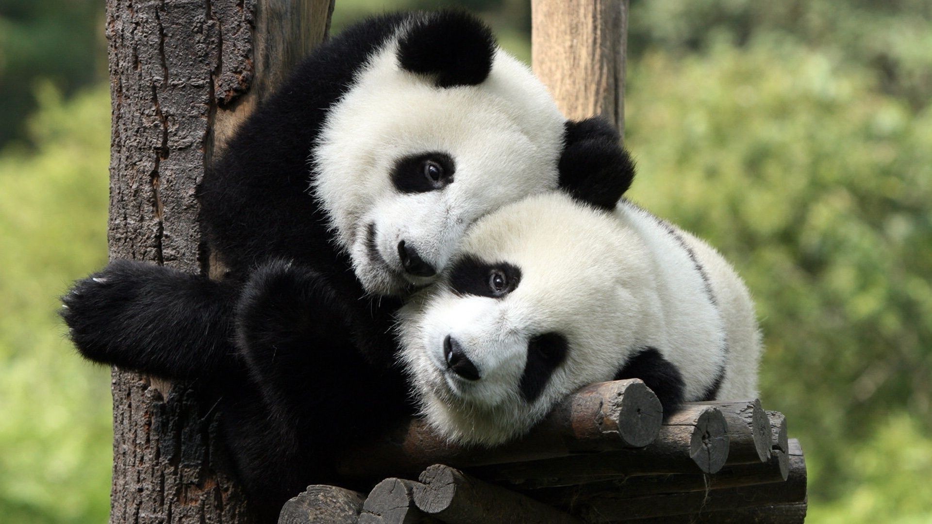 herbívoro mamífero vida silvestre zoológico naturaleza animal salvaje madera piel lindo panda árbol al aire libre