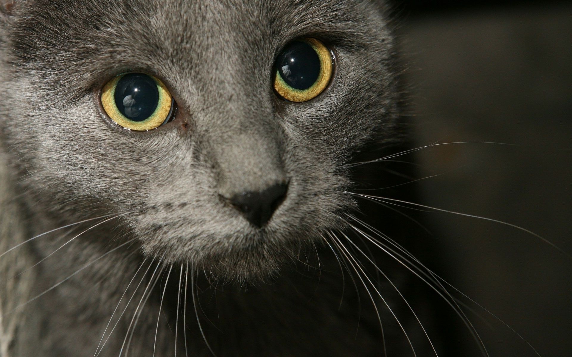 cats cat eye portrait mammal fur cute animal looking whisker kitten pet staring grey wildlife hair downy