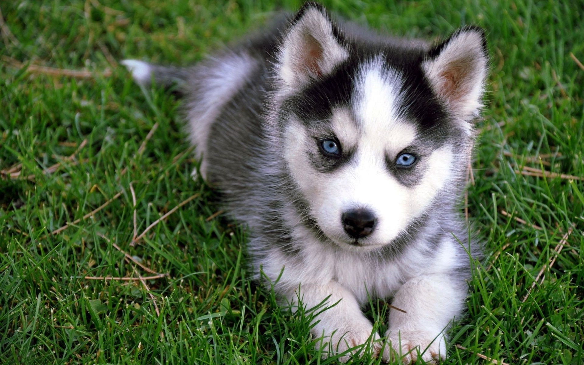 chien mammifère mignon herbe animal chien peu fourrure portrait cynologue nature jeune domestique