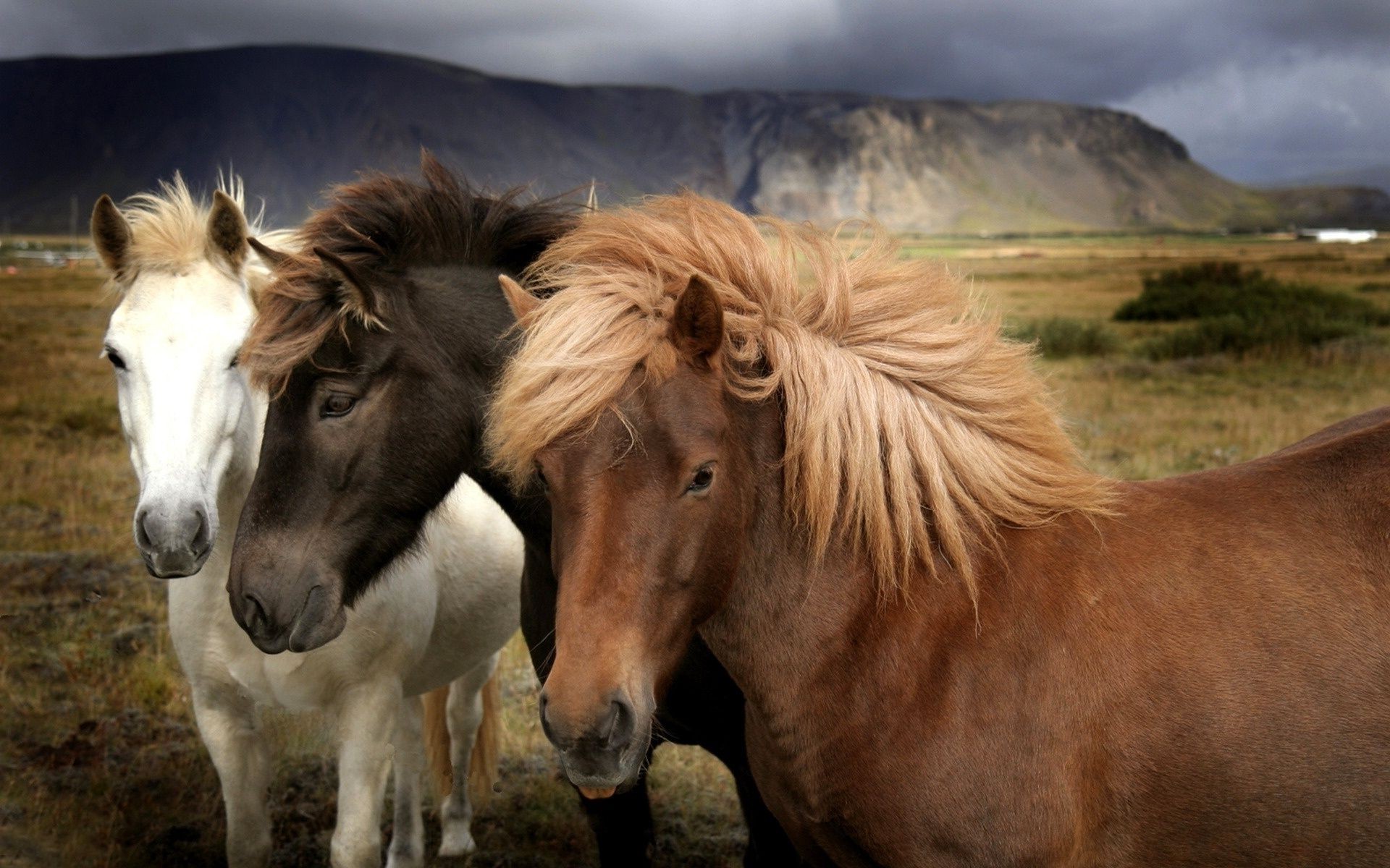 cavallo cavalleria mare manet mammifero animale cavallo stallone pony fattoria pascolo allevamento di cavalli animali vivi puledro erba due mustang fauna selvatica natura selvaggio