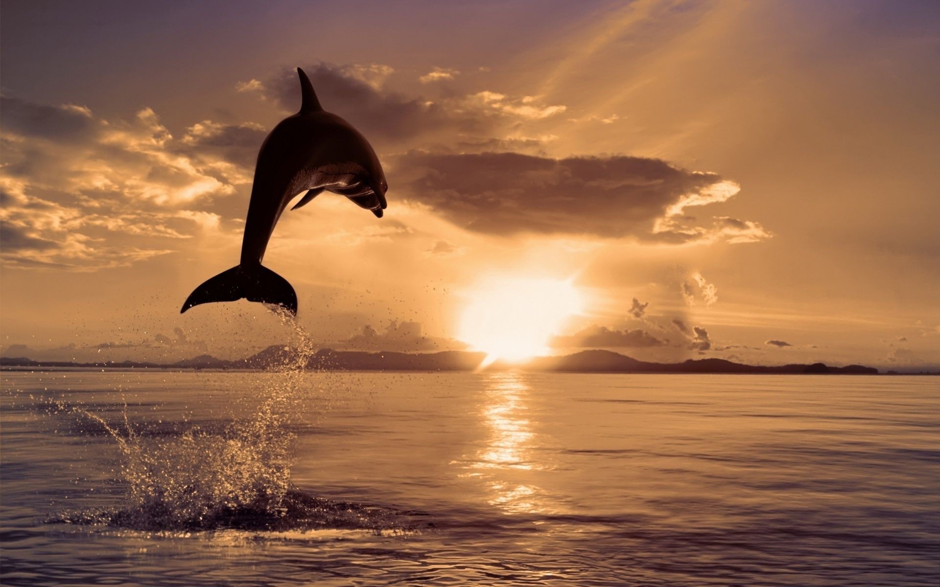 дельфин закат воды рассвет океан солнце море вечером пляж небо сумрак