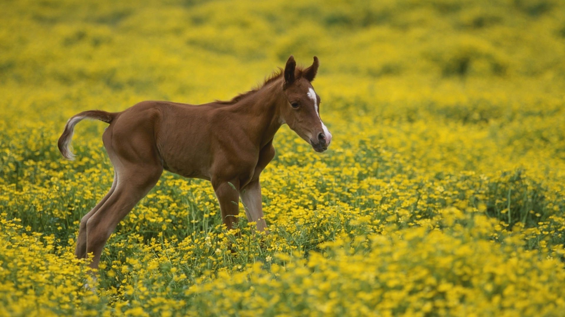 horses field hayfield grass farm mammal agriculture cavalry landscape rural