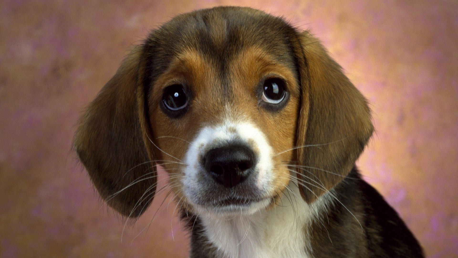 chien chien cynologue animal de compagnie mammifère chiot mignon animal portrait peu adorable race pur-sang jeune aperçu chien domestique studio pedigree