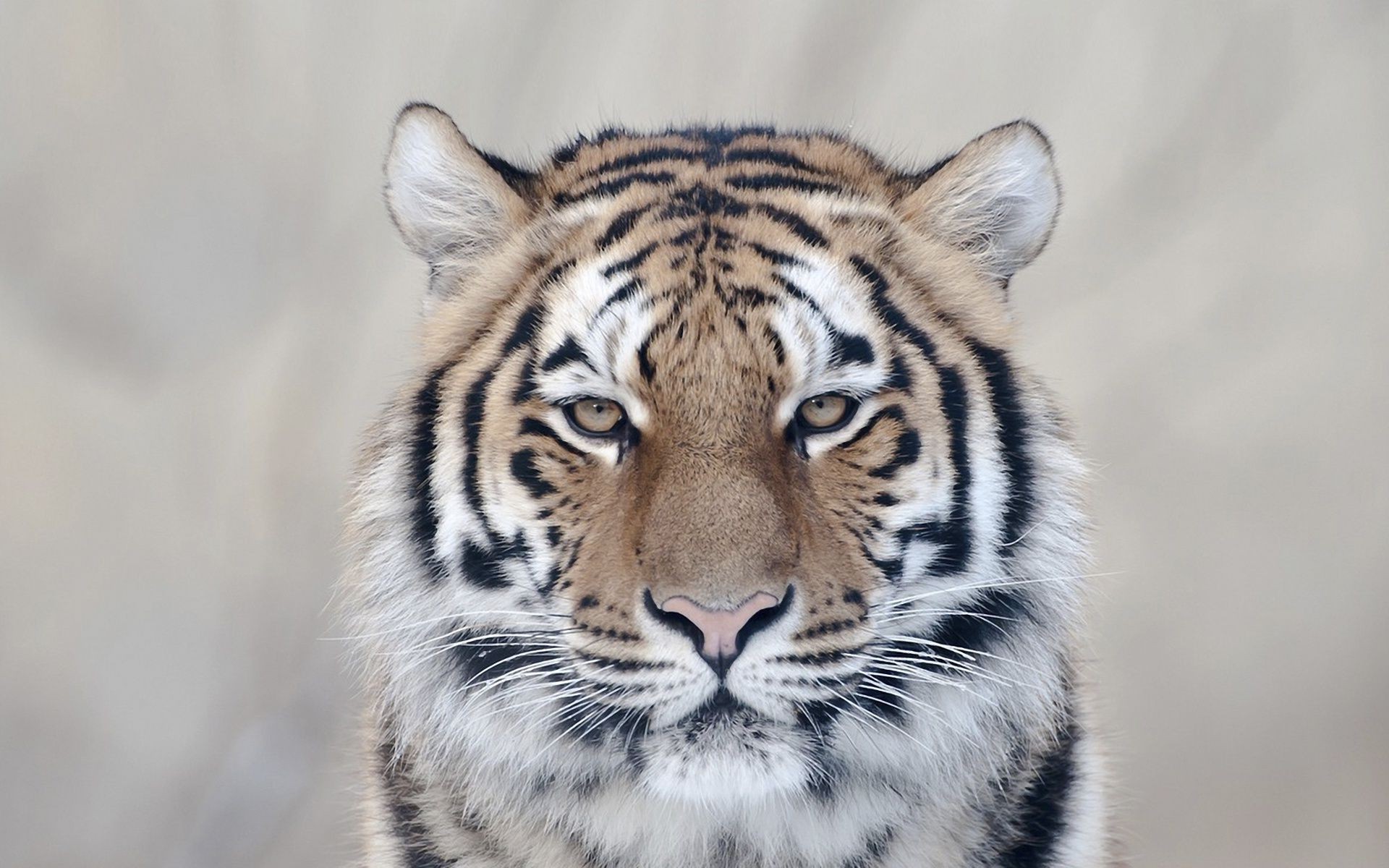 тигры дикой природы кошка млекопитающее животное хищник мясоед тигр охотник зоопарк полоса дикий мех сафари портрет