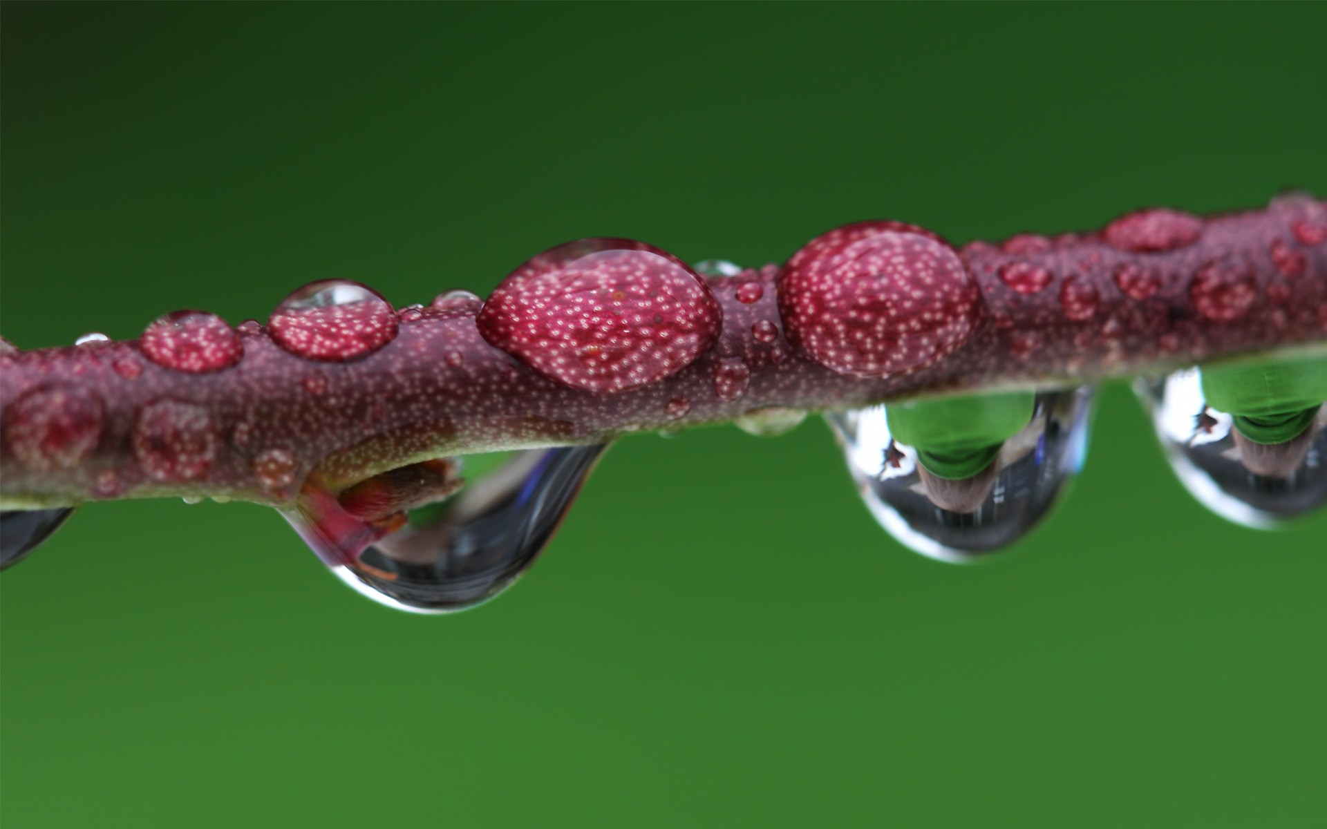 plantas naturaleza flora primer plano escritorio lluvia cerca rocío color gota