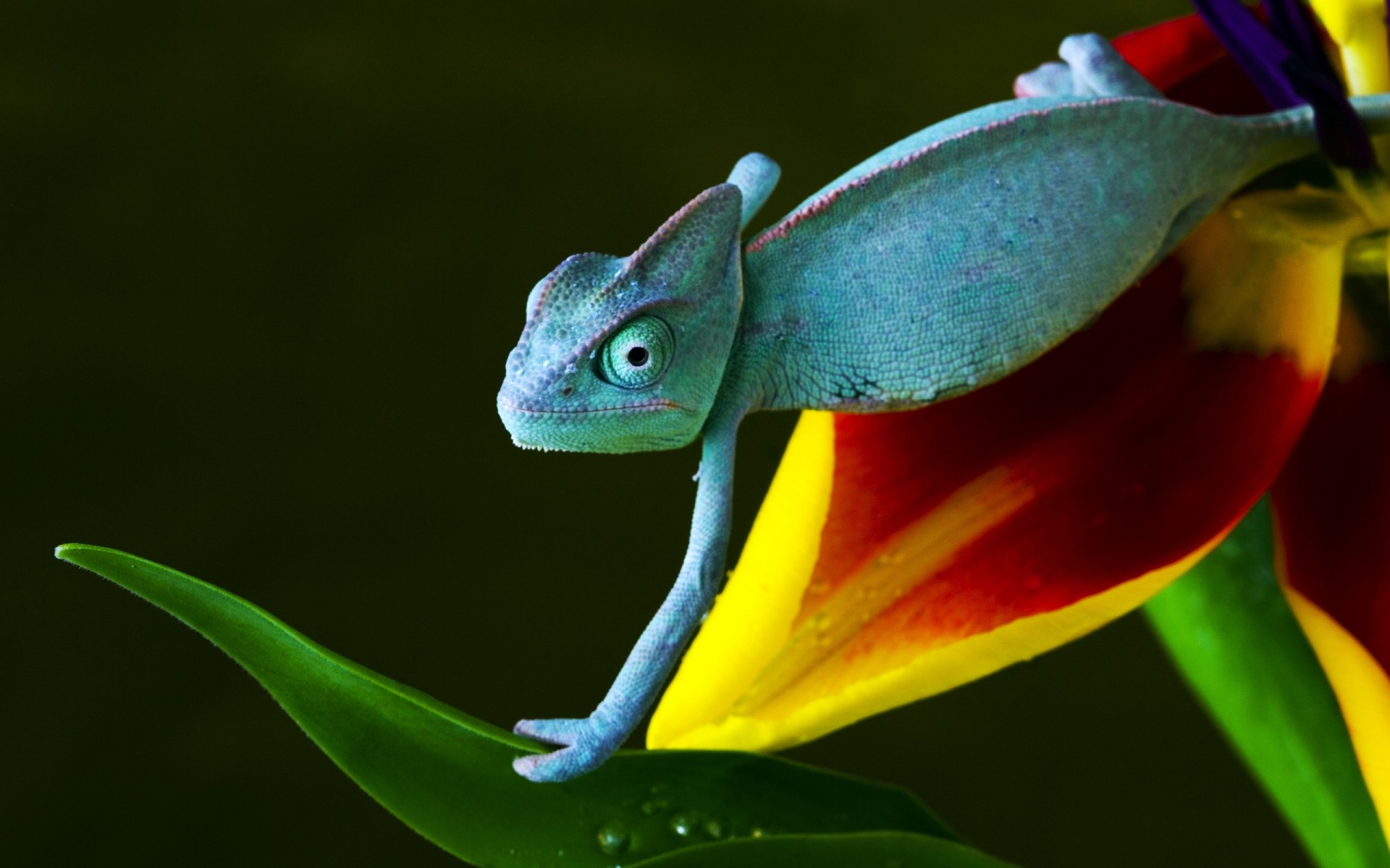 reptiles et grenouilles nature feuille couleur tropical fleur à l extérieur flore la faune