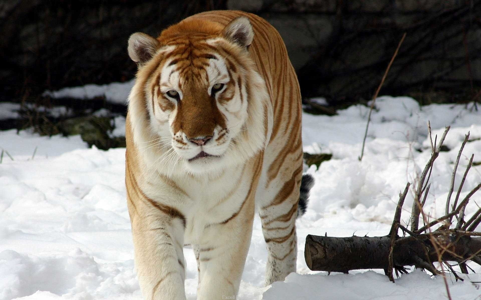 animaux neige hiver mammifère faune nature sauvage chat prédateur danger animal tigre chasseur froid grand tigre du bengale