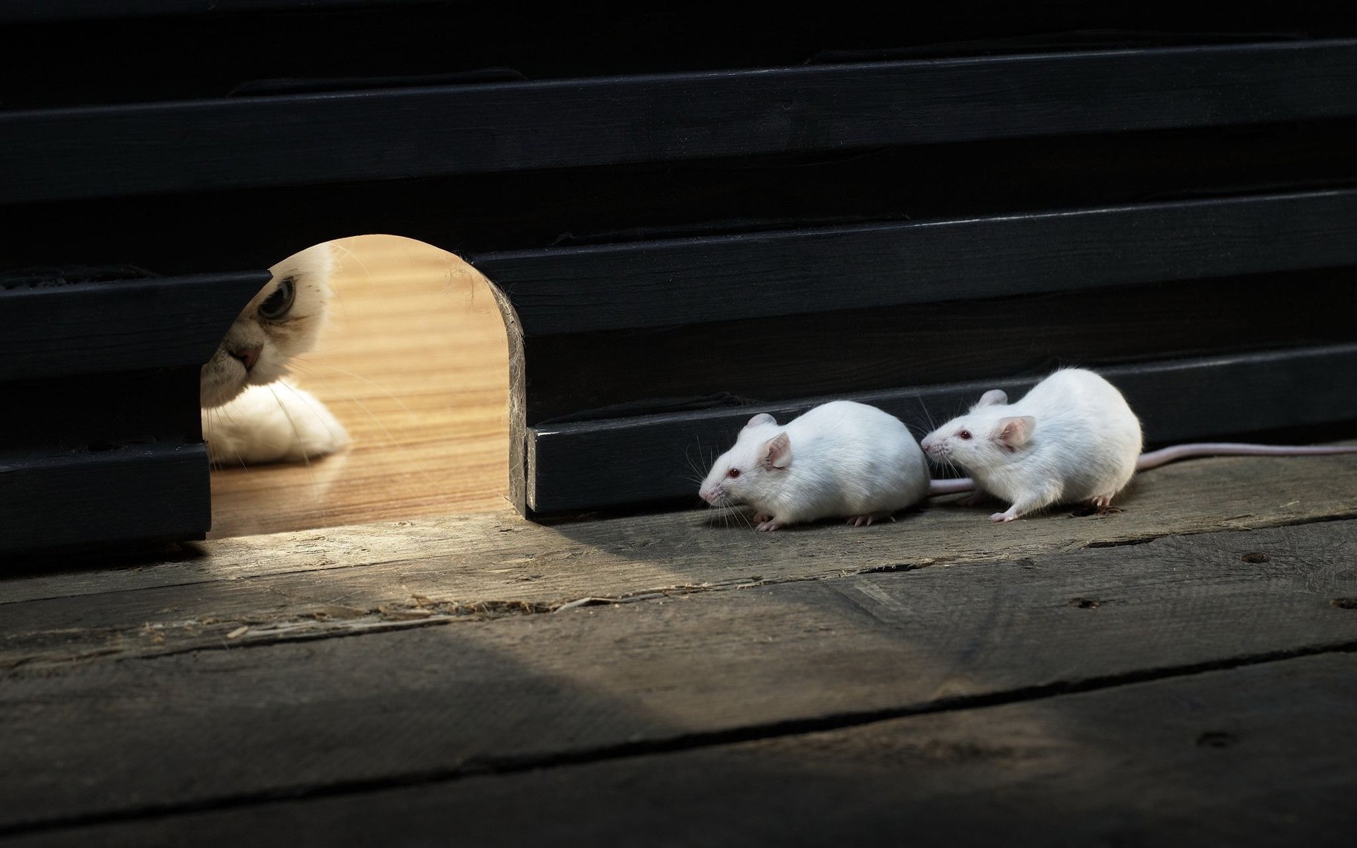 gatos mamífero cão sozinho retrato fofa animal gato madeira comida dois animais