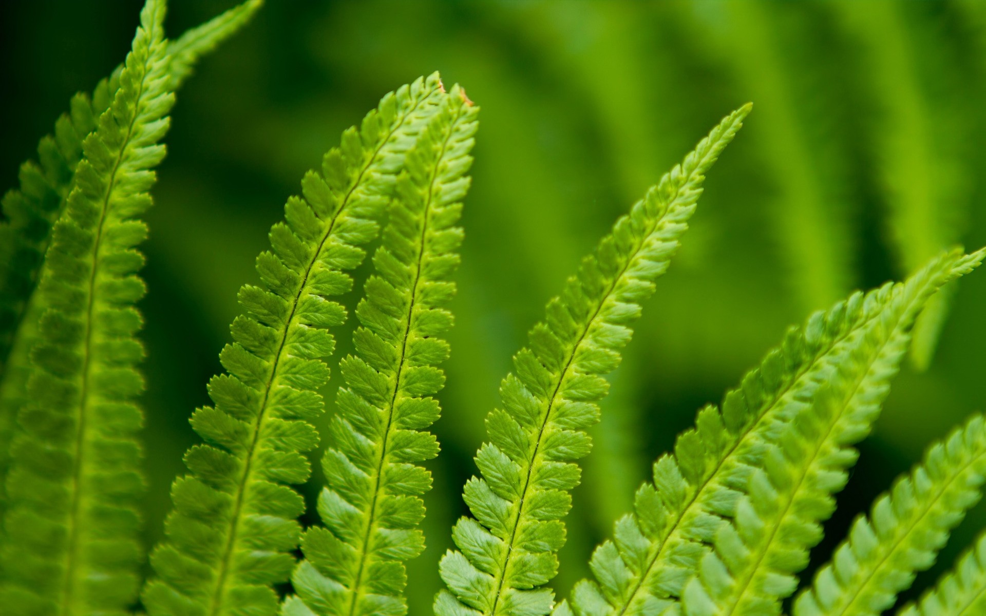 piante foglia flora natura crescita fern pioggia giardino lussureggiante estate caduta all aperto dop rugiada frond cactus ambiente medicina purezza pianta