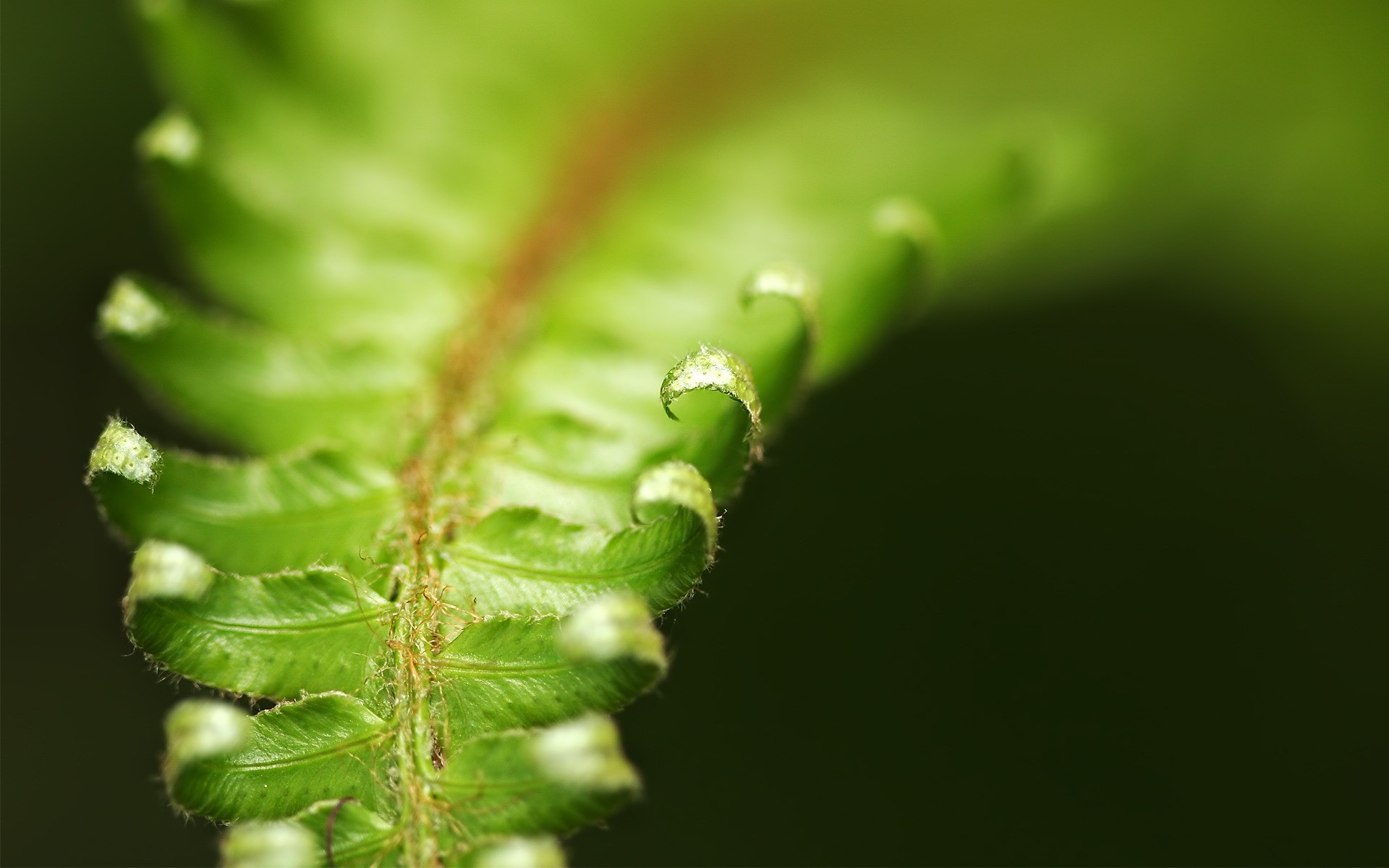 pflanzen blatt natur regen flora wachstum fern tau tropfen unschärfe sommer ökologie biologie garten im freien umwelt üppig tropfen sauberkeit wasser pflanze makro