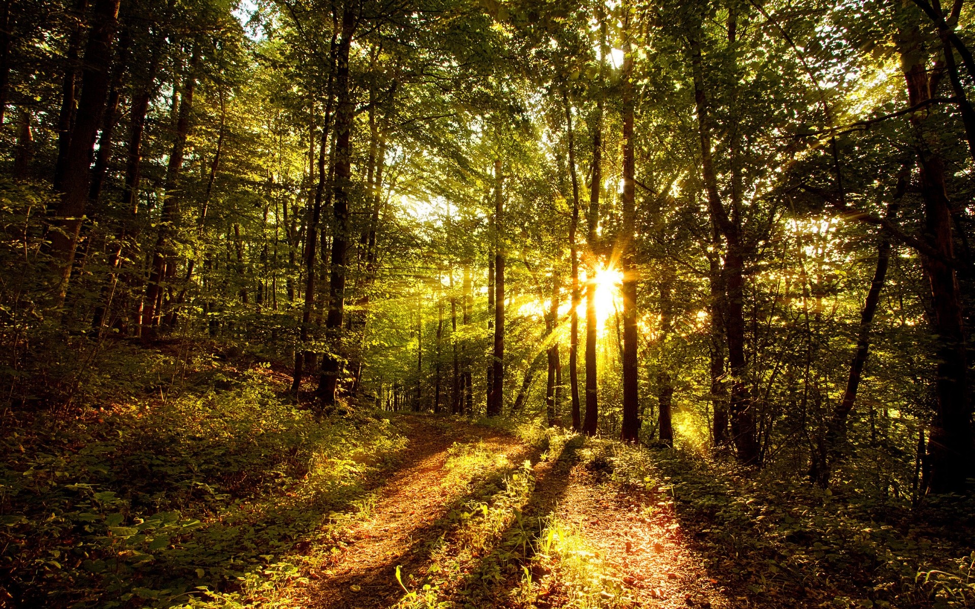 landscapes wood landscape tree nature sun light dawn park road fair weather leaf fall guidance fog environment mist trail footpath afternoon forest